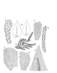 Image: R.C. Wagstaff © Landcare Research 2018 